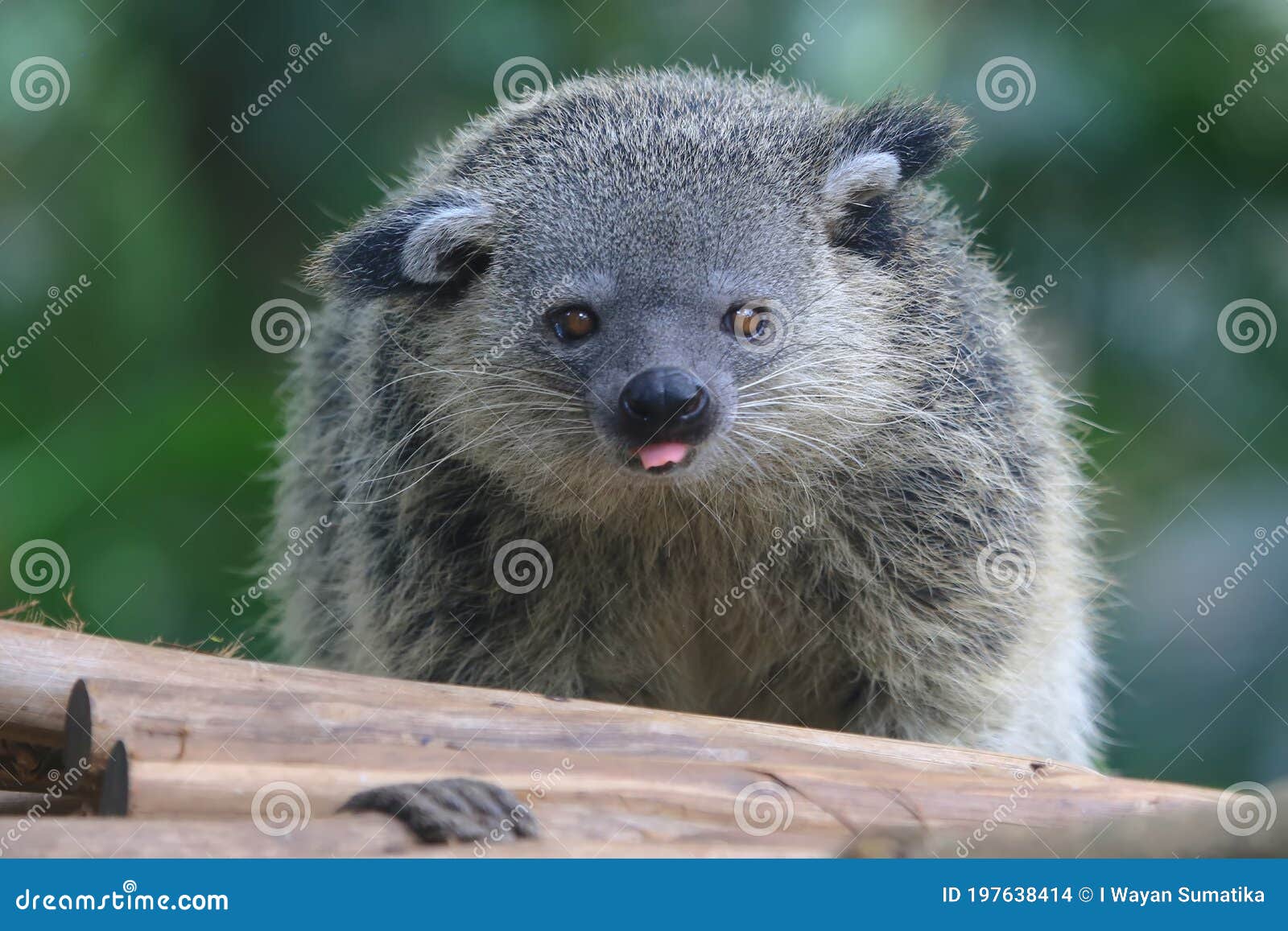 adorable binturong face arctictis binturong.